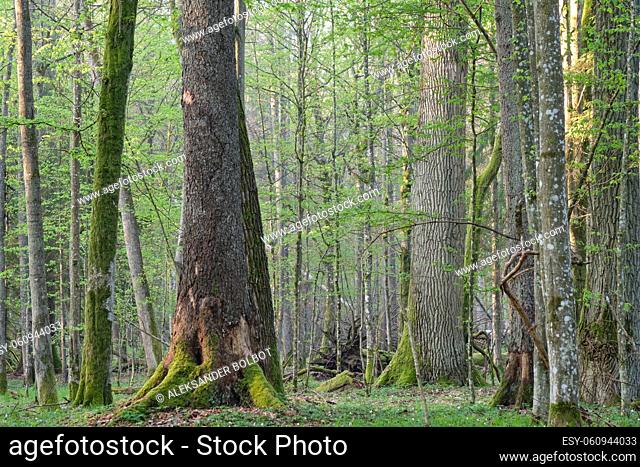Misty deciduous forest with old oaks in springtime before sunrise, Bialowieza Forest, Poland, Europe