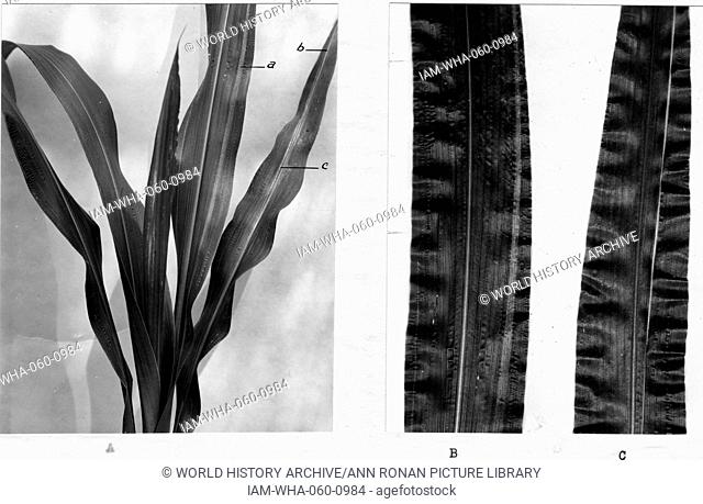 Corn stalk specimen researched in 1942 by Barbara McClintock (1902-1992)the American geneticist who won the 1983 Nobel Prize in Physiology or Medicine for her...