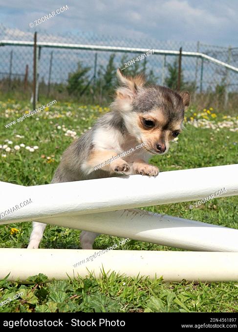 portrait of a cute puppy chihuahua in a training of agility