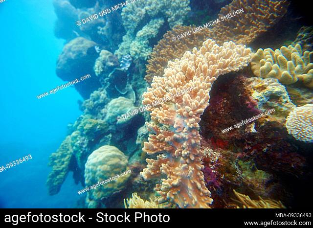 Colorful coral reef, Coral Sea, Cairns, Queensland, Australia