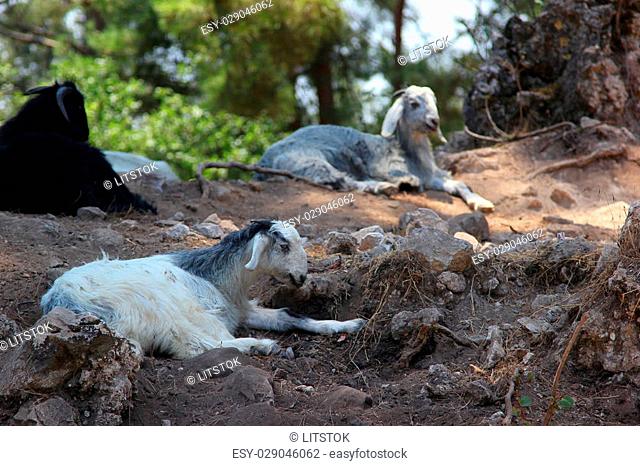 Three mountain rams lying on the rocks between the trees in the forest