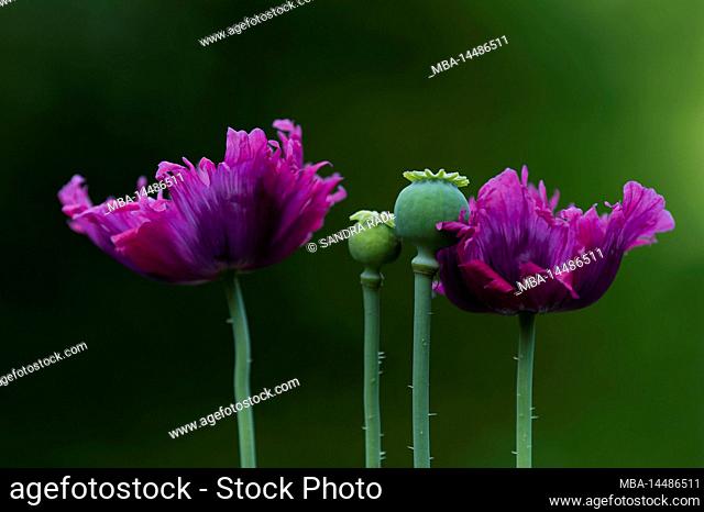 purple flowers and green seed pods of ornamental poppy (Papaver), Germany