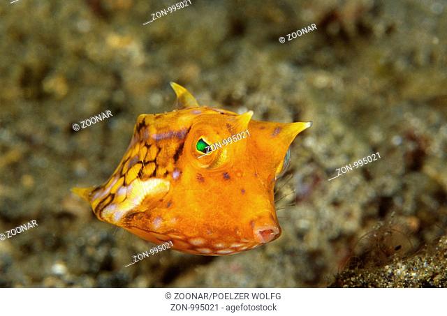 Lactoria fornasini, Dornrücken Kofferfisch, oranger Kofferfisch, thornback boxfish, Lembeh Strait, Sulawesi, Indonesien, Indischer Ozean
