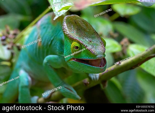 One chameleon moves along a branch in a rainforest in Madagascar