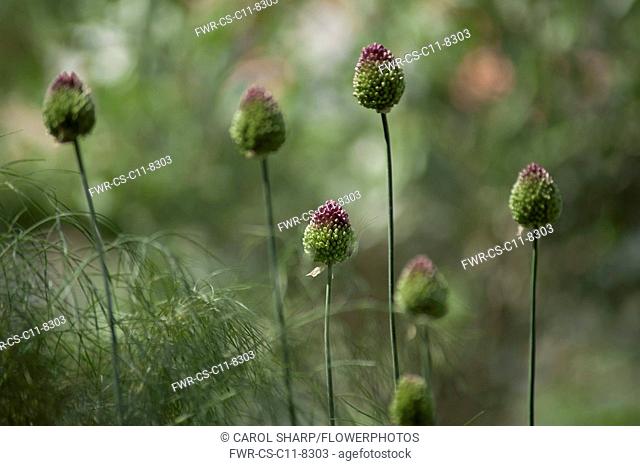 Allium, Round headed leek, Allium sphaerocephalon, Side view of several stems with flowerheads turning from green to purple. Amongst fennel