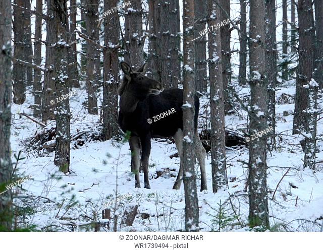 Eurasian elk, moose calf
