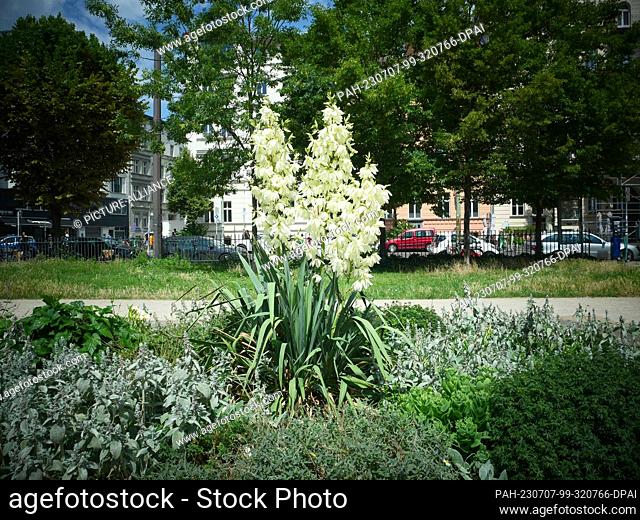 02 July 2023, Berlin: A flowering Yucca filamentosa, photographed in Berlin Mitte. Photo: XAMAX/dpa. - Berlin/Berlin/Germany