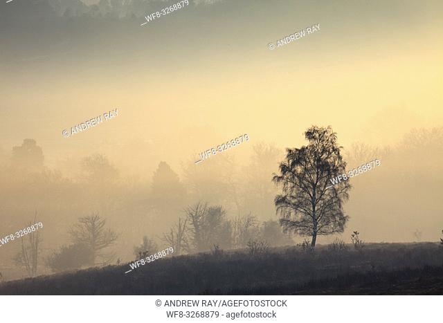 Tree's on the northern slopes of Mogshade Hill in the New Forest National Park, captured at sunrise on a misty morning in mid April