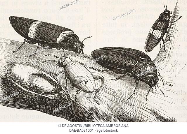 Sagridola and butresti, beetles, life drawing by Robin, from Voyage en Cochinchine, 1872, by Albert Morice (1848-1877), from Il Giro del mondo (World Tour)