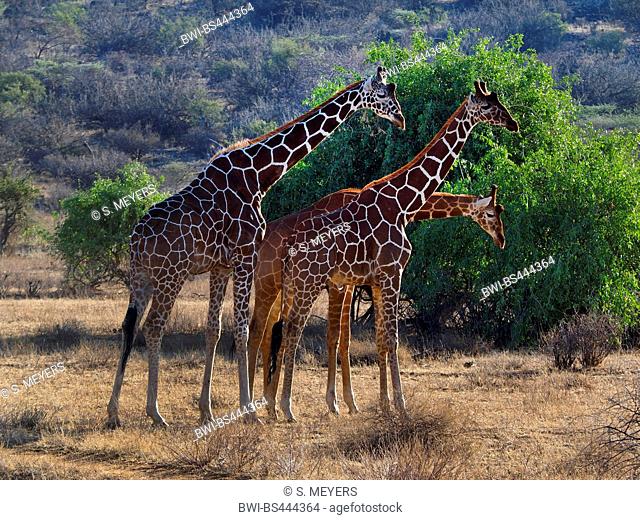 reticulated giraffe (Giraffa camelopardalis reticulata), three reticulated giraffes in savanna, Kenya, Samburu National Reserve