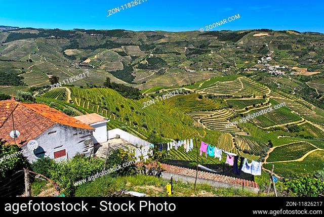 Weinberg-Terrassen im Pinhao Tal, Sao Cristovao do Douro, Portugal / Terraced vineyards in the Rio Pinhao Valley, Sao Cristovao do Douro, Portugal