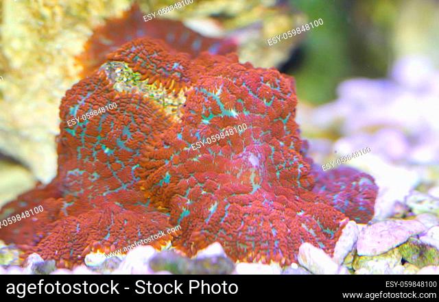 A coral in the saltwater aquarium