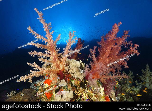 Klunzinger's Soft Coral (Dendronephthya klunzingeri) on a steep wall in the backlight of the sun, Red Sea, Fury Shoals, Egypt, Africa