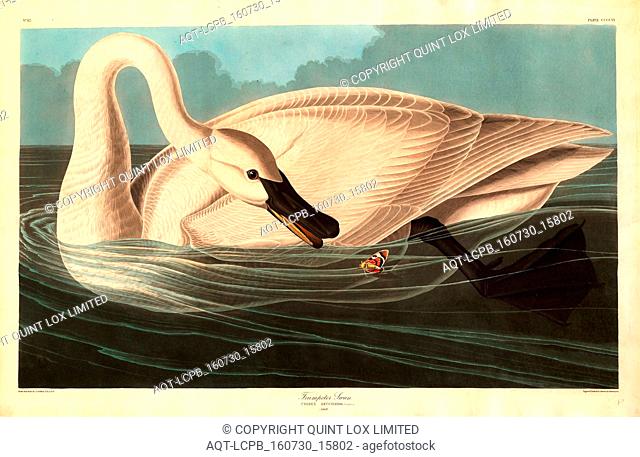Robert Havell after John James Audubon, Trumpeter Swan, American, 1793 1878, 1838, hand colored etching and aquatint