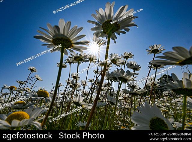 01 June 2023, Brandenburg, Jacobsdorf: Countless meadow daisies (Leucanthemum vulgare) bloom on a meadow in the Oder-Spree district