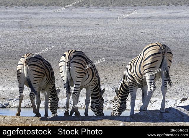 Burchell's zebras (Equus quagga burchellii), adults, drinking at the waterhole, Etosha National Park, Namibia, Africa