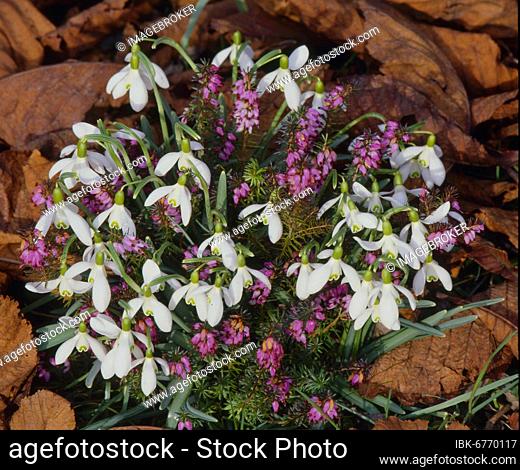 Snowdrop with heather (Erica), common snowdrop (Galanthus nivalis), Heather, also called heath or heather, Snow heather, also called winter heather (E