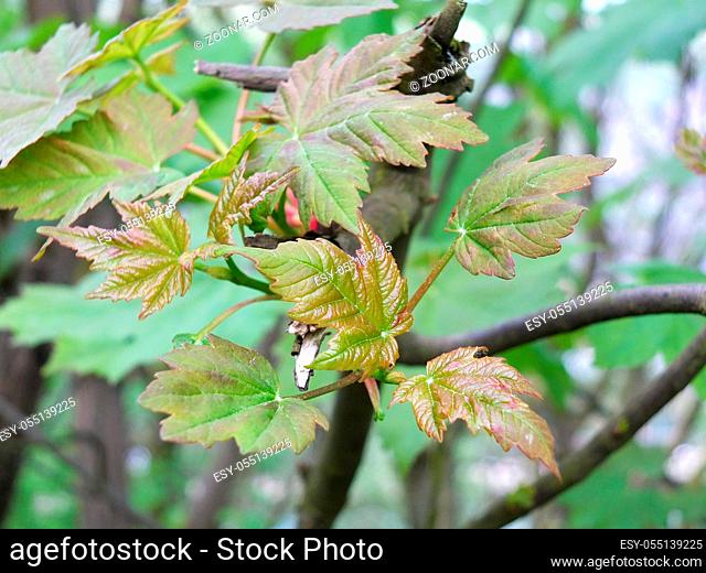 A close up of bright green budding new sycamore leaves bursting from a branch in a springtime forest setting