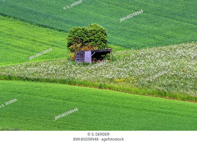 wooden shelter and single tree in field scenery in spring, Germany, North Rhine-Westphalia, Eifel, Alendorf