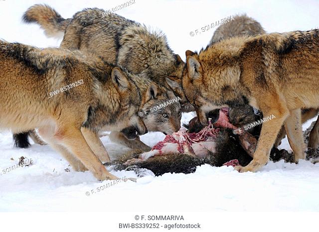 European gray wolf (Canis lupus lupus), pack eating a wild boar in the snow, Germany