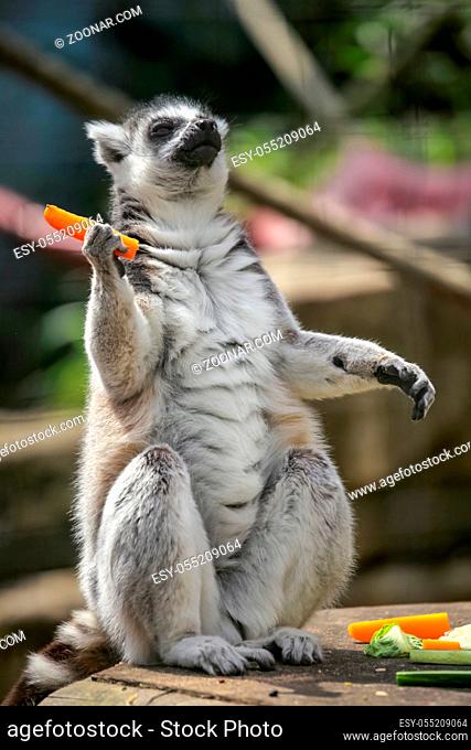 Black and white madagascar lemur sitting on a tree log in his cage in a zoo and eating carrot