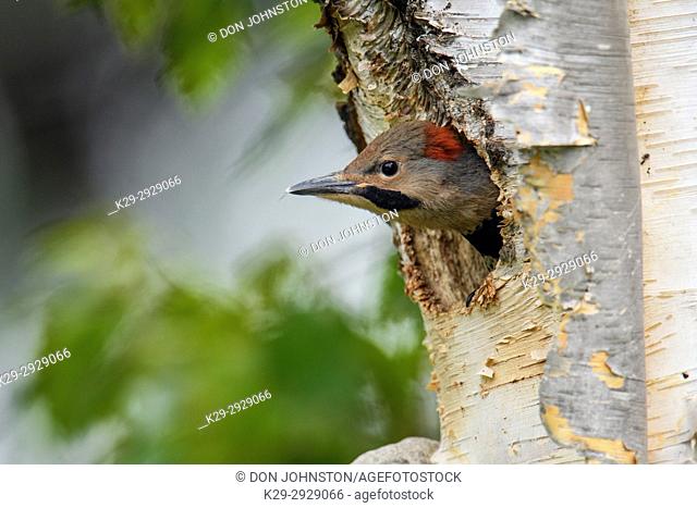Northern flicker (Colaptes auratus) Young in birch tree nest cavity, Wanup, Ontario, Canada