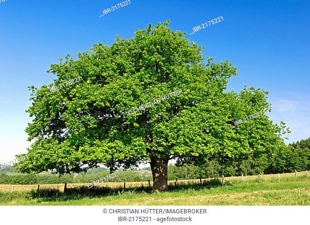 Pedunculate Oak, North Rhine-Westphalia, Germany / (Quercus robur, Quercus pedunculata) / Common Oak, European Oak, English Oak