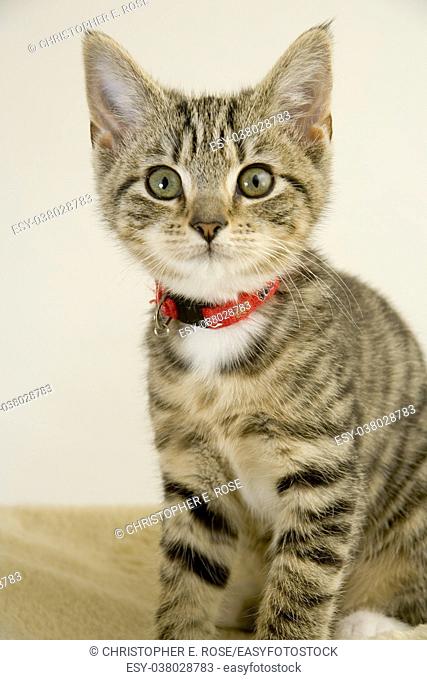 Cute wided eyed kitten looking at the camera