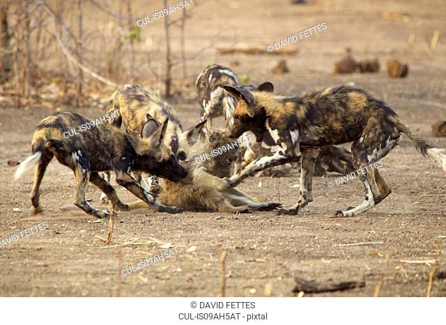 African Wild Dogs - Lycaon pictus - on juvenile baboon - Papio cynocephalus ursinus. The adults caught three juvenile baboons & gave them to the pups in the...