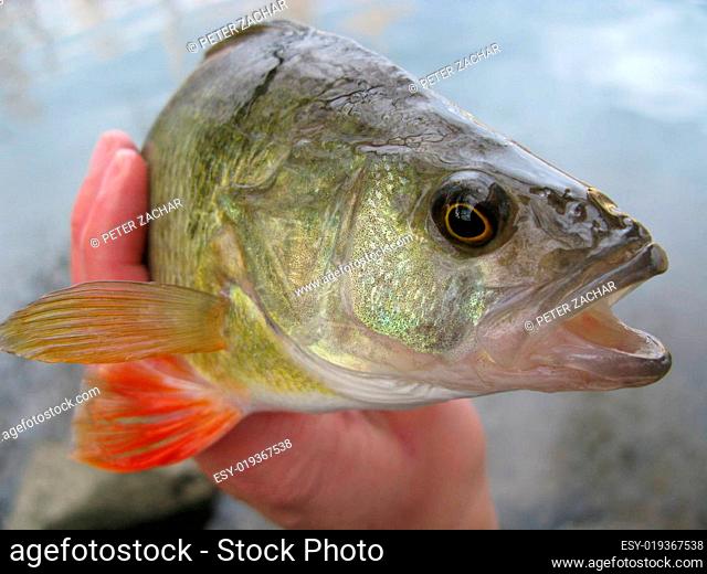 Fish - perch, bass