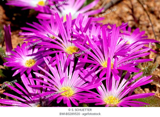livingstone daisy (Dorotheanthus bellidiformis), blooming, South Africa, Northern Cape, Namaqua National Park, Kamieskroon