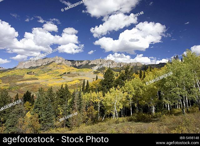 Mixed forest with Aspen and Colorado Blue Spruce in autumn, San Juan Mountains, Colorado, USA, Mixed forest with poplars and blue spruce, San Juan Mountains