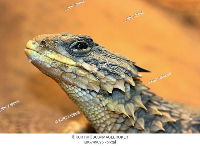 Inland Bearded Dragon (Amphibolurus vitticeps)