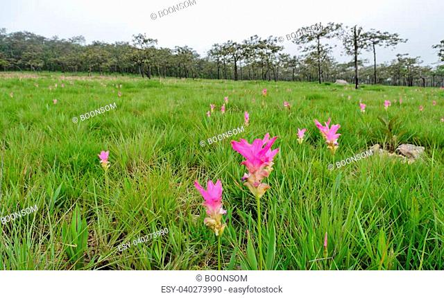 Pink Siam Tulip field in forest, Thailand