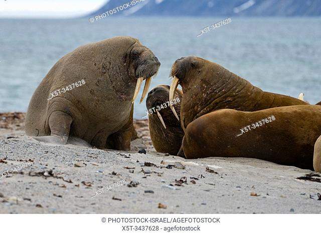 Atlantic walrus (Odobenus rosmarus rosmarus). This large, gregarious relative of the seal has tusks that can reach a metre in length