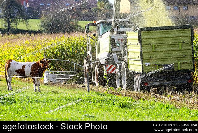 09 October 2020, Baden-Wuerttemberg, Reutlingendorf: A maize field is harvested with a maize chopper and a tractor team next to a cow pasture