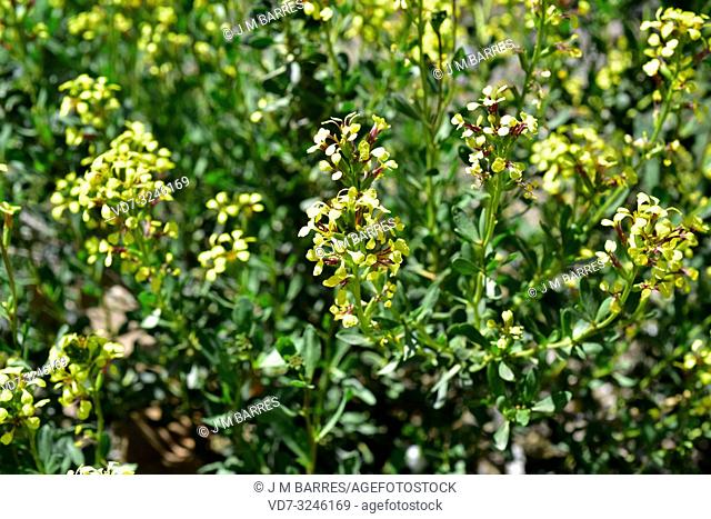 Pitano (Vella pseudocytisus) is a shrub endemic to southeastern Spain. Inflorescences detail. This photo was taken in Almeria province, Andalucia, Spain