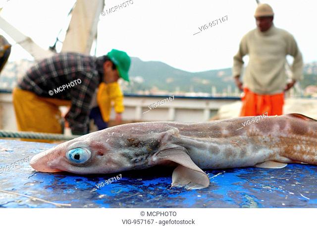 lesser spotted dogfish, smallspotted dogfish, rough hound, smallspotted catshark (Scyliorhinus canicula, Scyllium canicula)