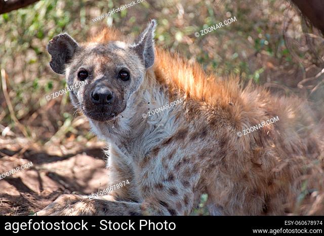 Hyäne unter einem Busch in der Serengeti in Tansania
