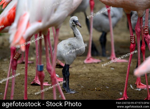20 July 2023, Saxony-Anhalt, Magdeburg: A pink flamingo chick stands between the legs of the older animals at Magdeburg Zoo
