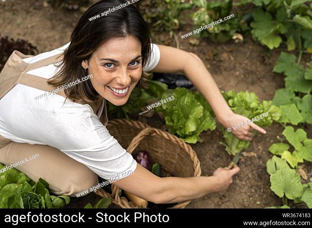 Smiling woman picking lettuce from vegetable garden in yard during curfew