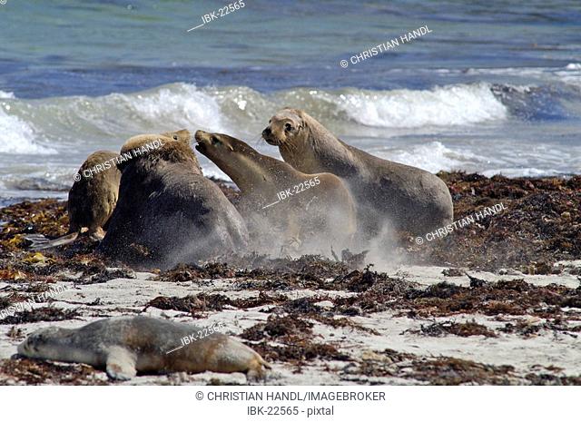 Australian Sea Lions in Seal Bay on Kangaroo Island South Australia Australia