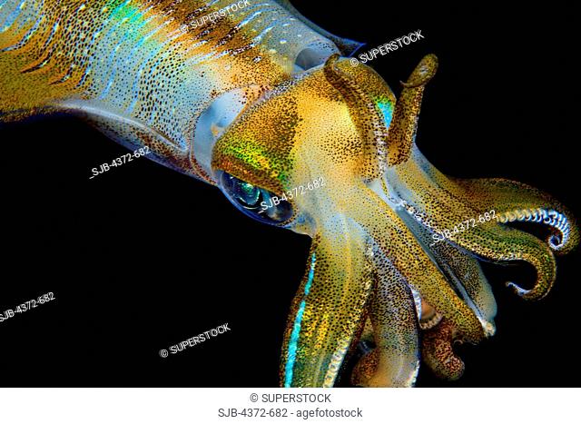 Bigfin Reef Squid, Sepioteuthis lessoniana, at night
