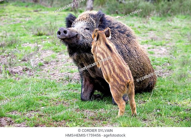 France, Haute Saone, Private park, Wild Boar ( Sus scrofa ), sow and babies ( piglets )
