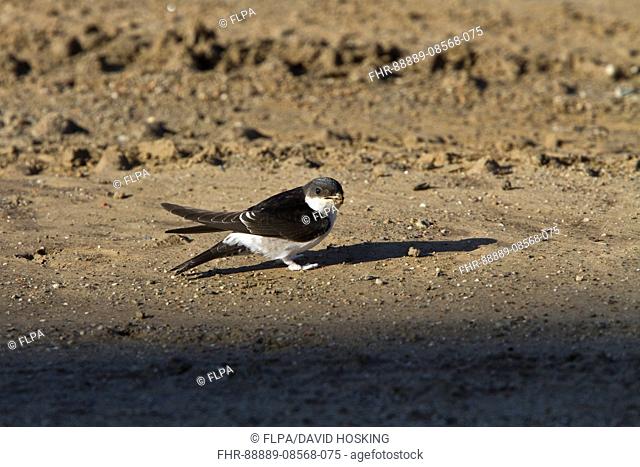 House Martins collect mud for nest building