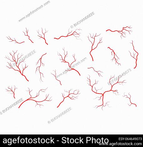 1296buchrm human red VEINS. anatomy, blood vein artery or capillary