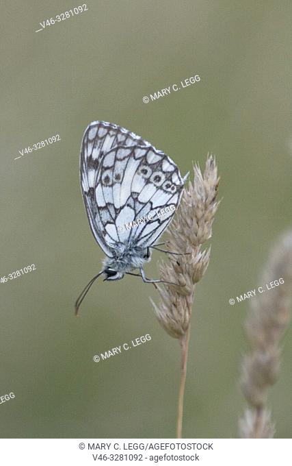 Marbled White, Melanargia galathea. Distinct white butterfly with black marbled markings. Wingspan: 46â. “56mm. Found in tall grassland, forest edges