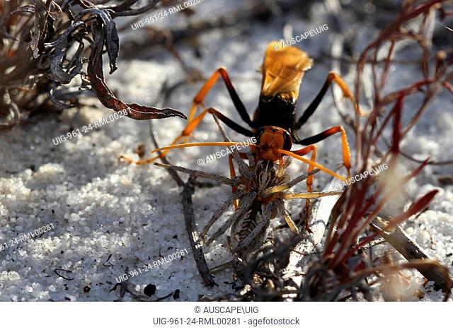 Orange spider wasp