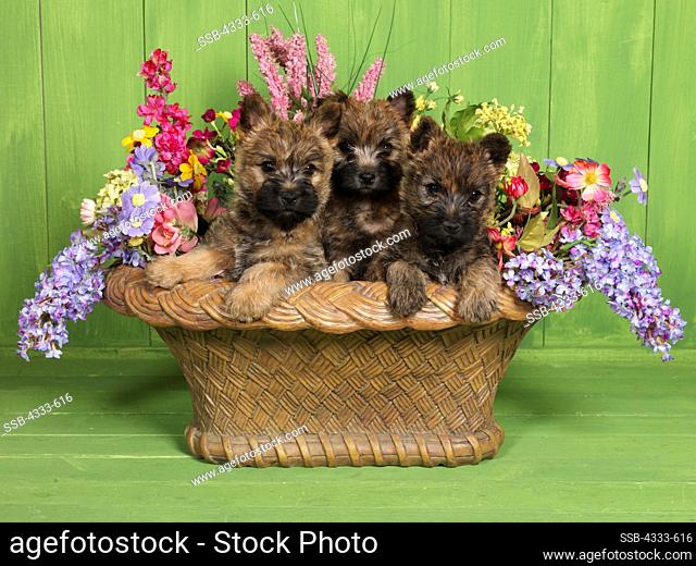 Cairn Terriers, AKC, 8-week-old puppies photographed at Randi's Studio and owned by Carolyn & Tom Tolson of Wasilla, Alaska