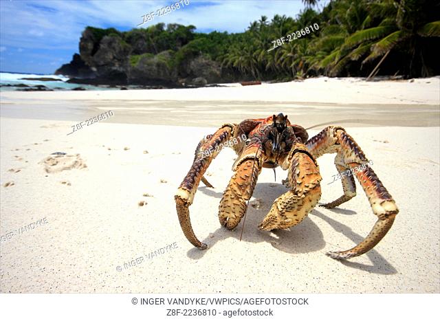 A Coconut Crab wanders across Dolly Beach on Christmas Island, Indian Ocean, Australia